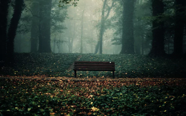 HD PC desktop wallpaper featuring a man-made wooden bench centered in a misty, dense forest with scattered leaves on the ground.