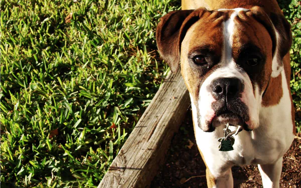 HD desktop wallpaper featuring a close-up of a boxer dog standing beside a wooden edge with green grass in the background.