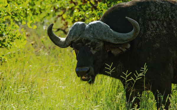 Animal african buffalo HD Desktop Wallpaper | Background Image
