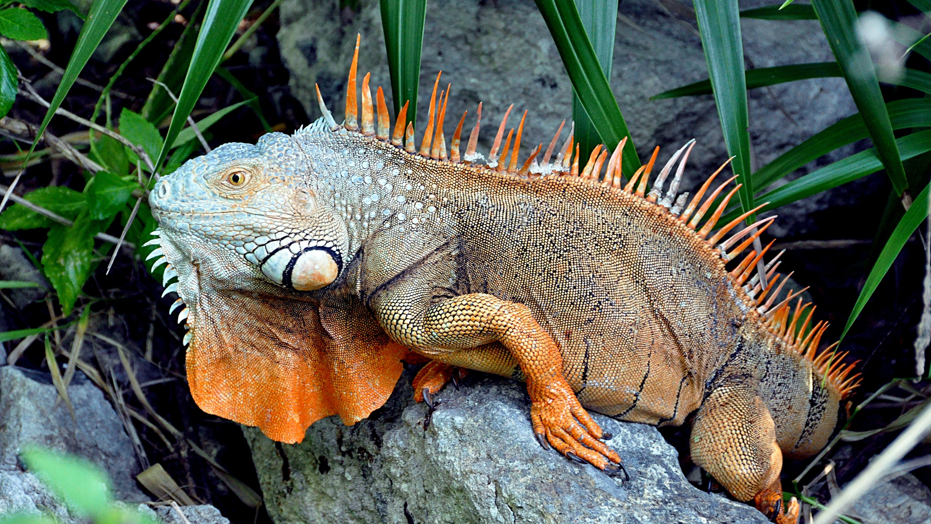 Animal Iguana HD Wallpaper | Background Image
