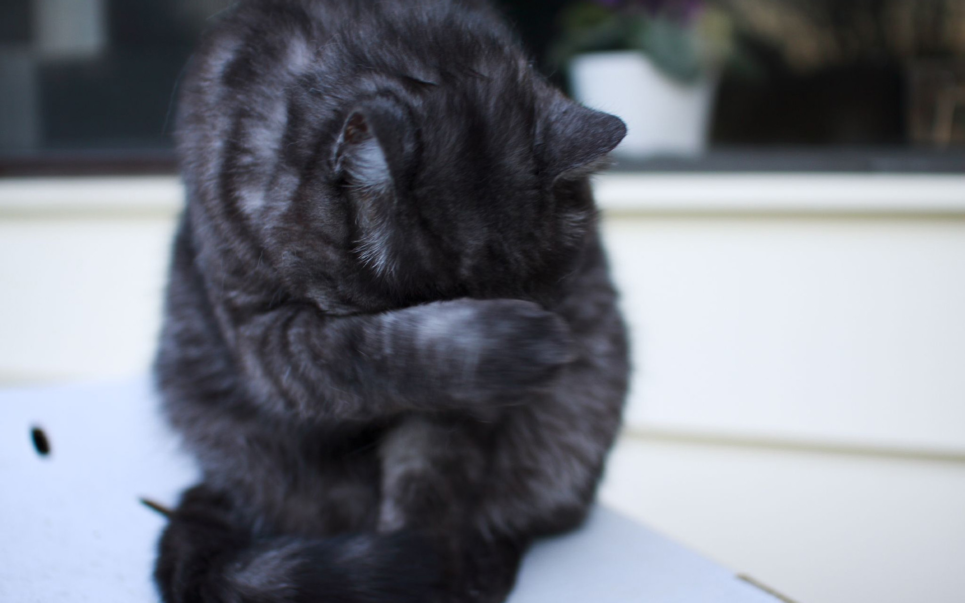 Charming Cat HD Wallpaper: A Whimsical Feline Moment