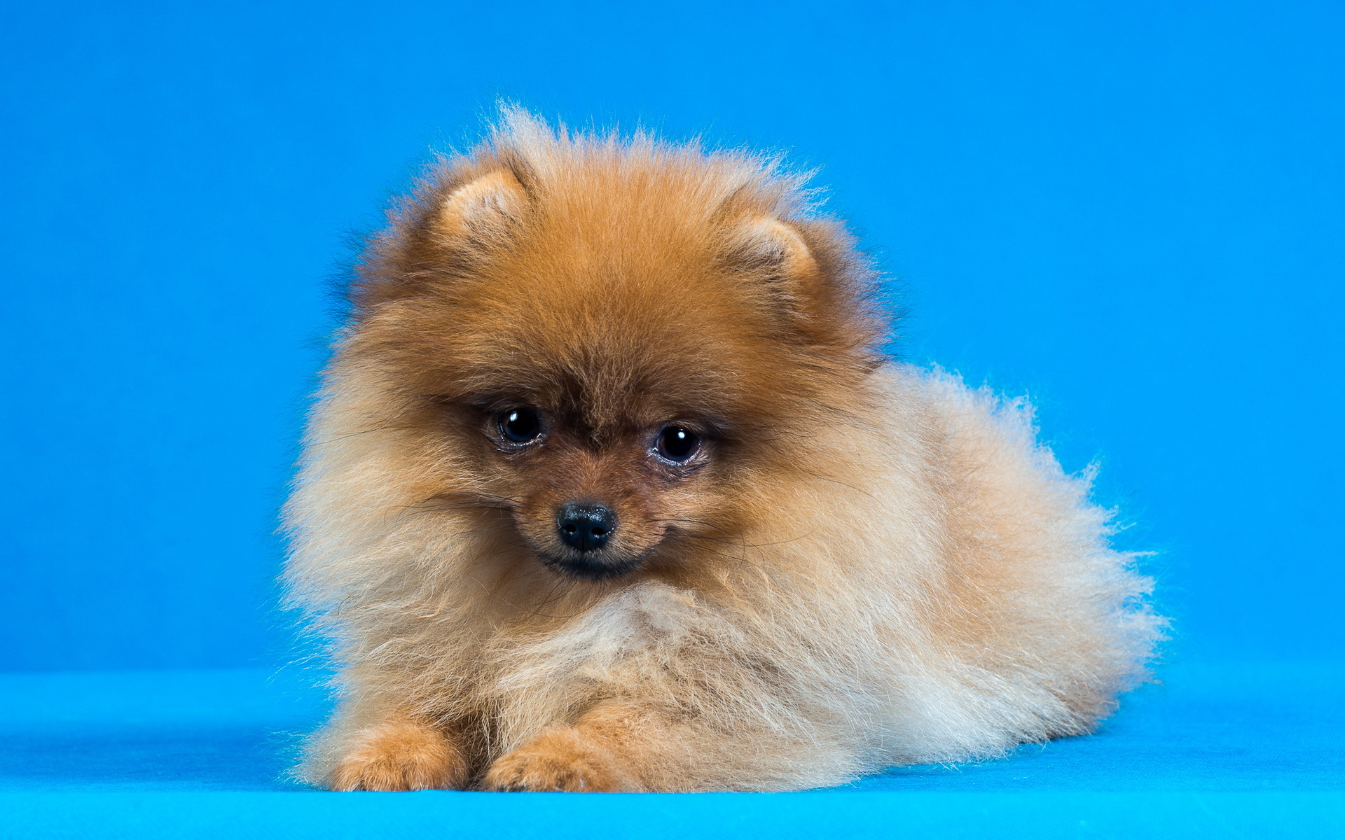 Small puppy (1 month) Pomeranian on the background of Christmas decorations  Stock Photo - Alamy