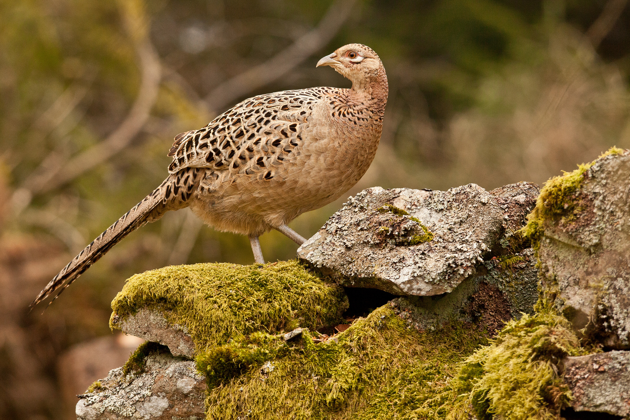 Animal Pheasant HD Wallpaper | Background Image