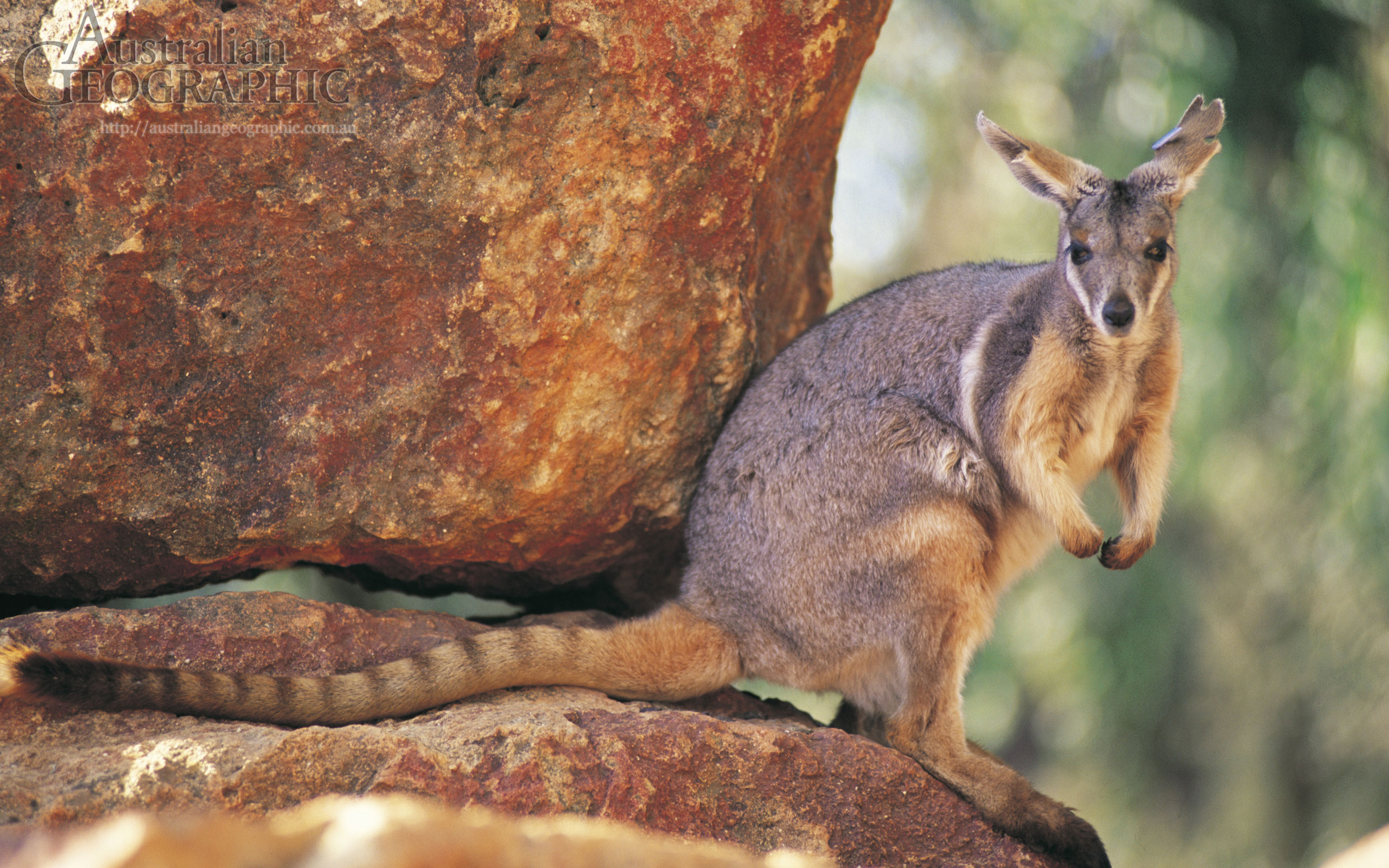 Animal Rock Wallaby HD Wallpaper