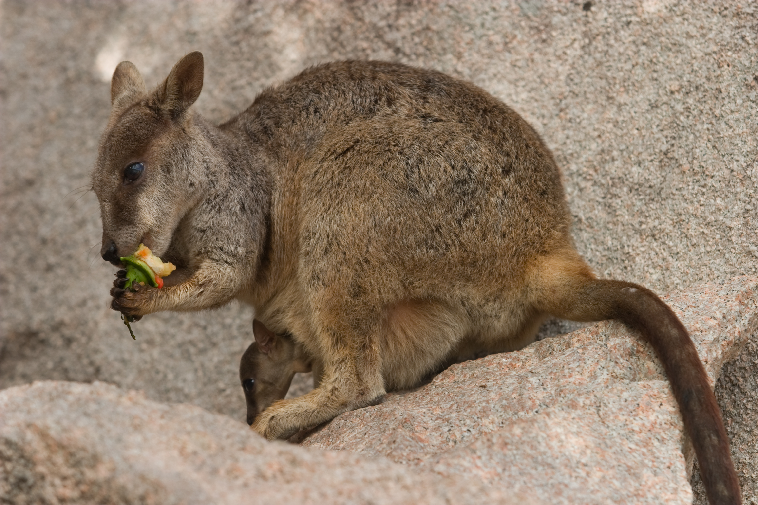 Animal Rock Wallaby HD Wallpaper | Background Image