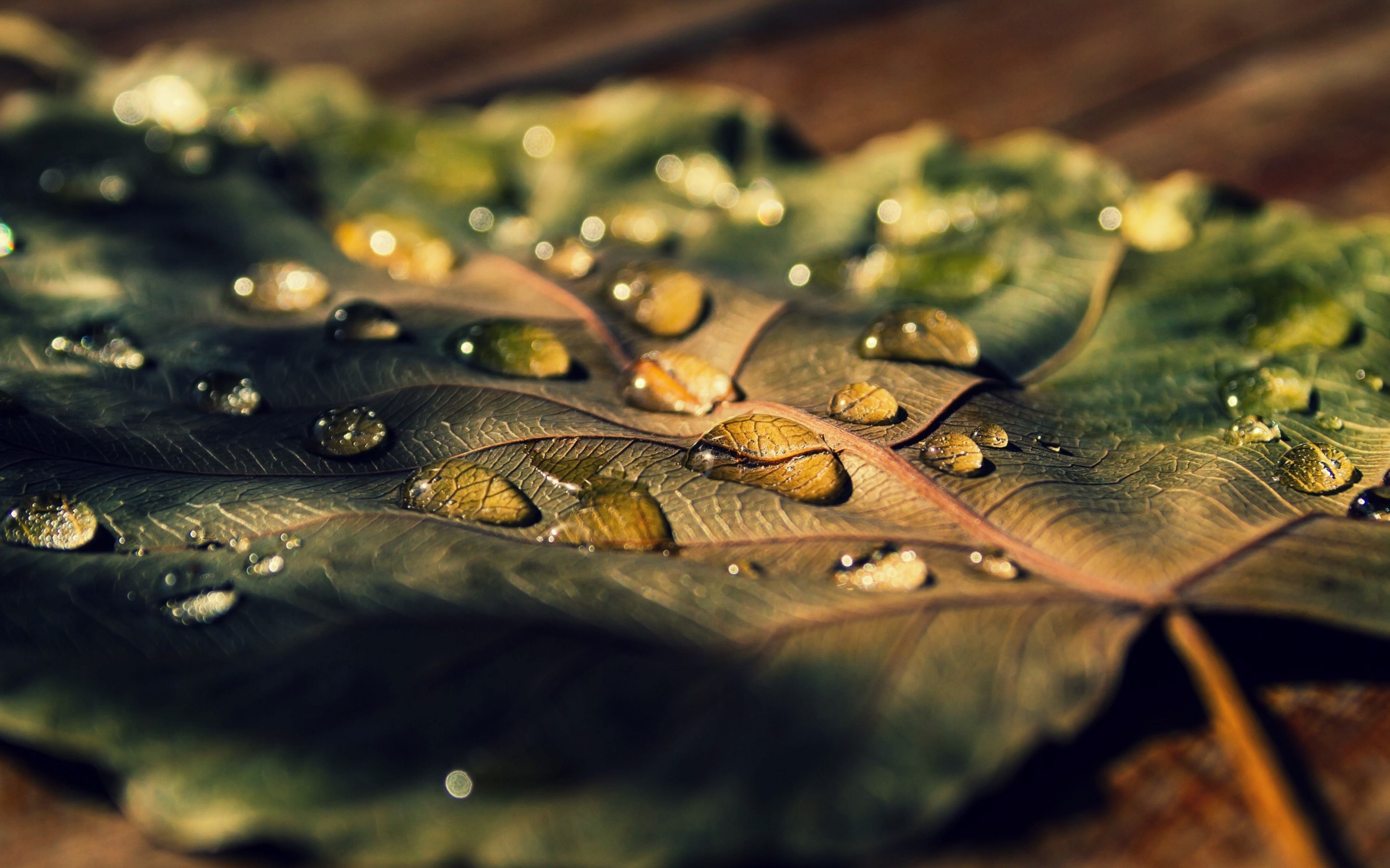Water Drop HD Wallpaper | Background Image | 2880x1800