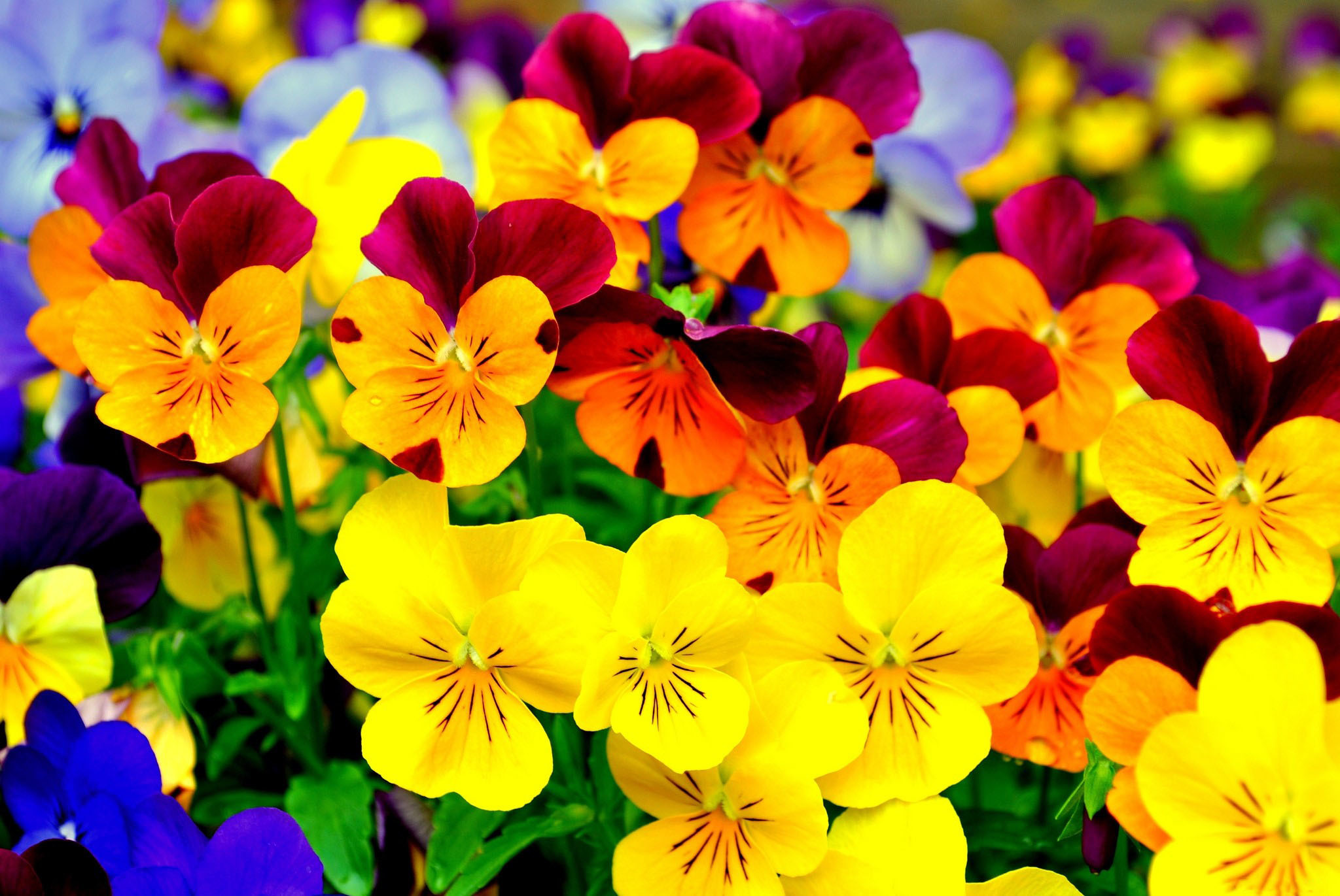 410 Purple Pansy Blooms Photos, Pictures And Background Images For Free  Download - Pngtree