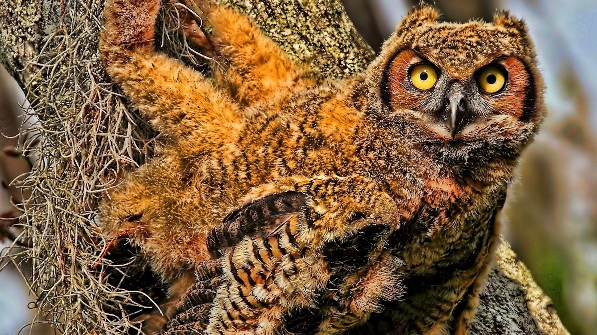 HD PC desktop wallpaper of an animal — an owl clinging to tree bark with vivid orange-brown plumage and intense yellow eyes.