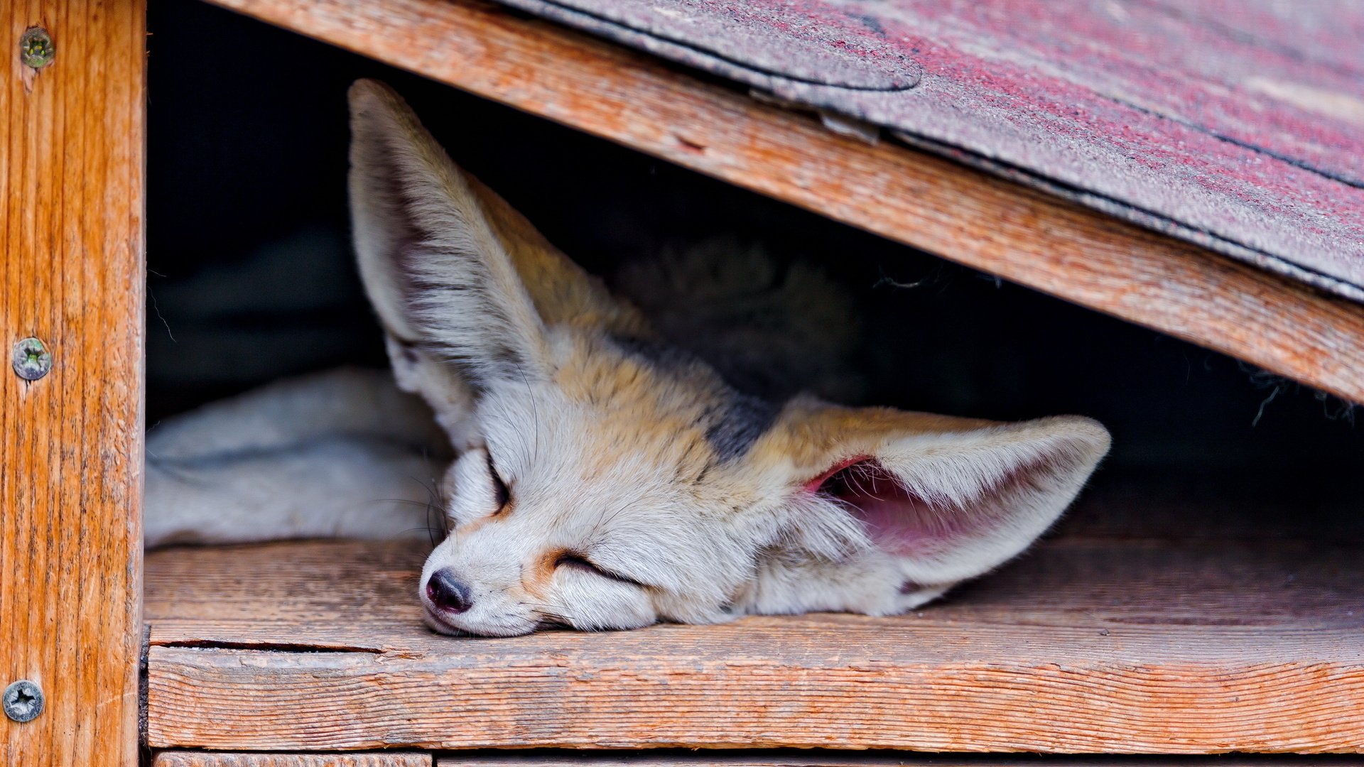 Fennec Fox HD Wallpaper | Background Image | 1920x1080 | ID:433014