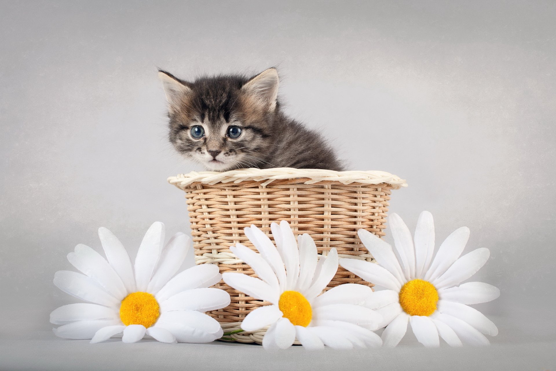 HD PC desktop wallpaper shows a fluffy kitten sitting inside a wicker basket surrounded by three white daisies on a soft gray background.