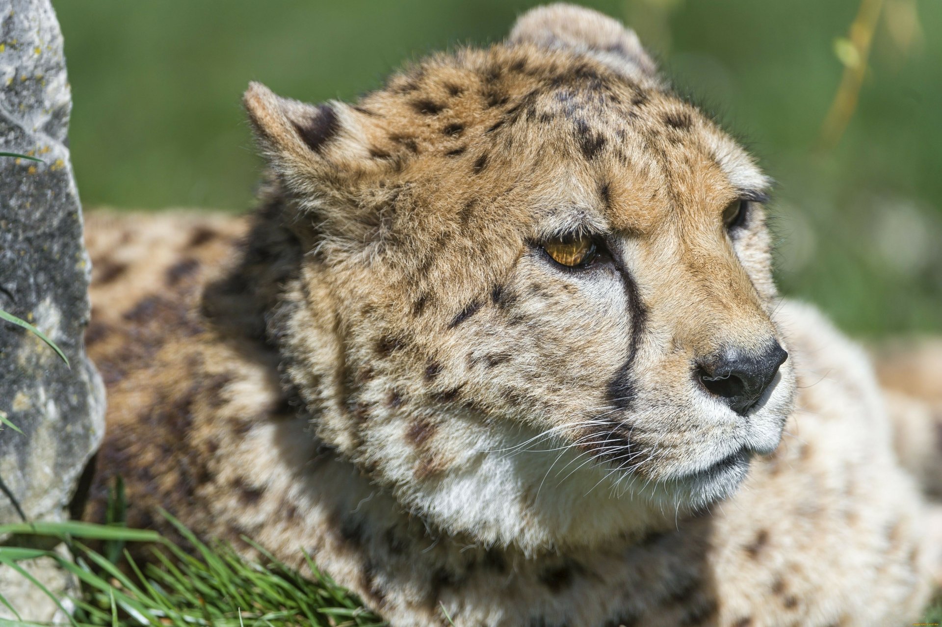 Download Animal Cheetah 4k Ultra HD Wallpaper