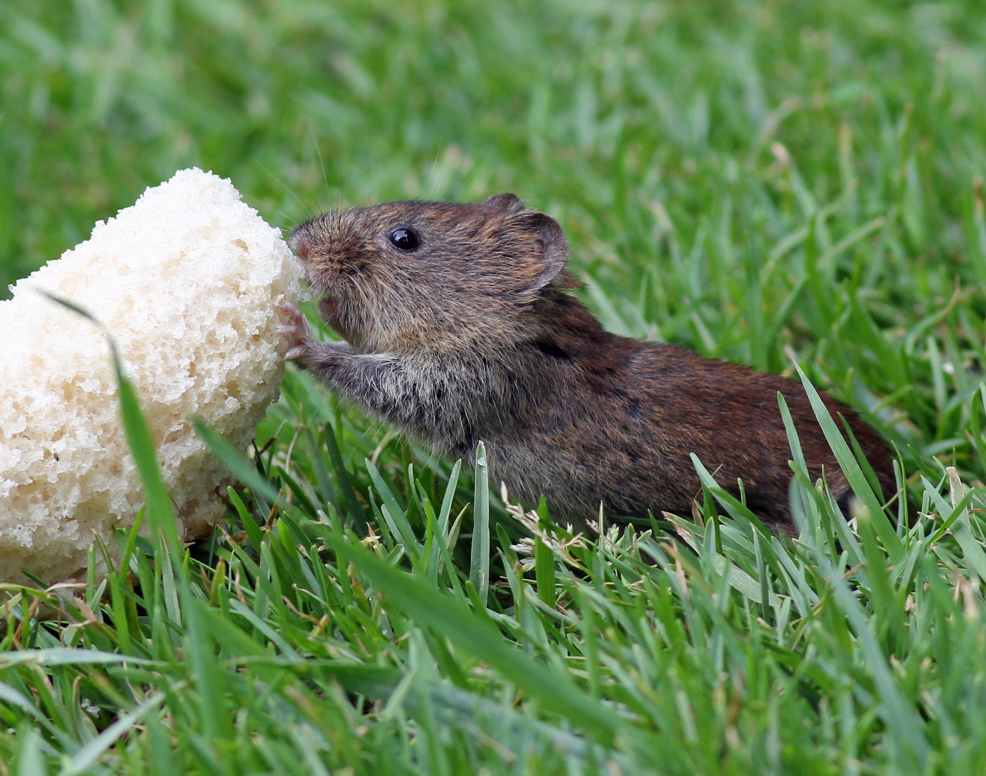 HD PC desktop wallpaper background: a small brown field mouse (animal) nibbling a chunk of white bread while sitting in bright green grass.