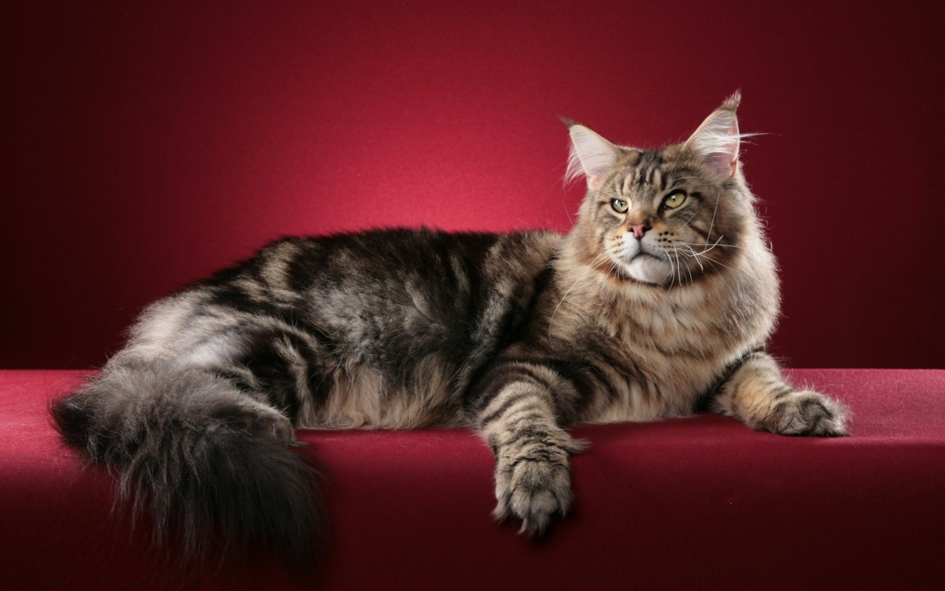 Maine Coon Cat Photos Download The BEST Free Maine Coon Cat Stock Photos   HD Images