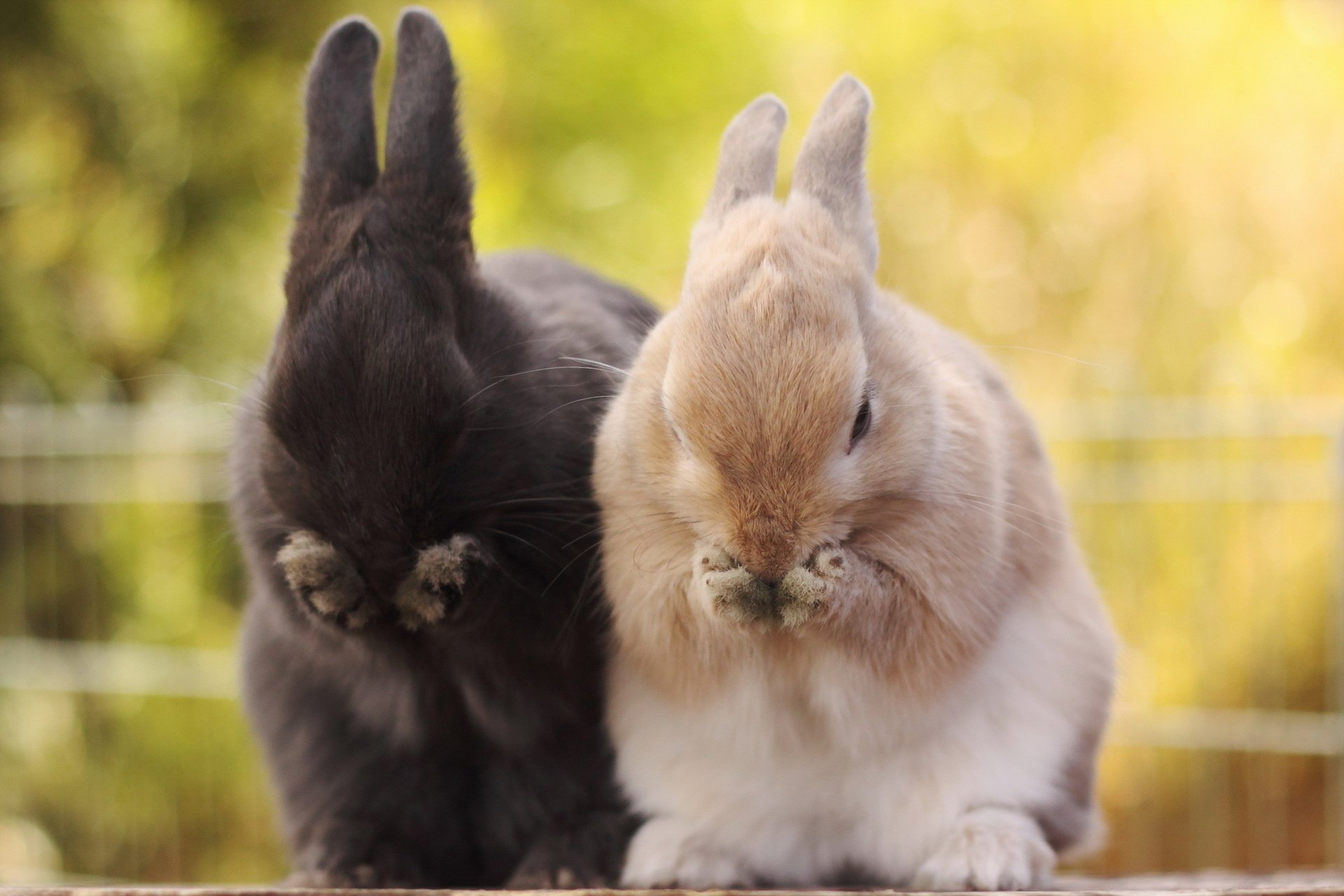 Image result for rabbit wallpaper