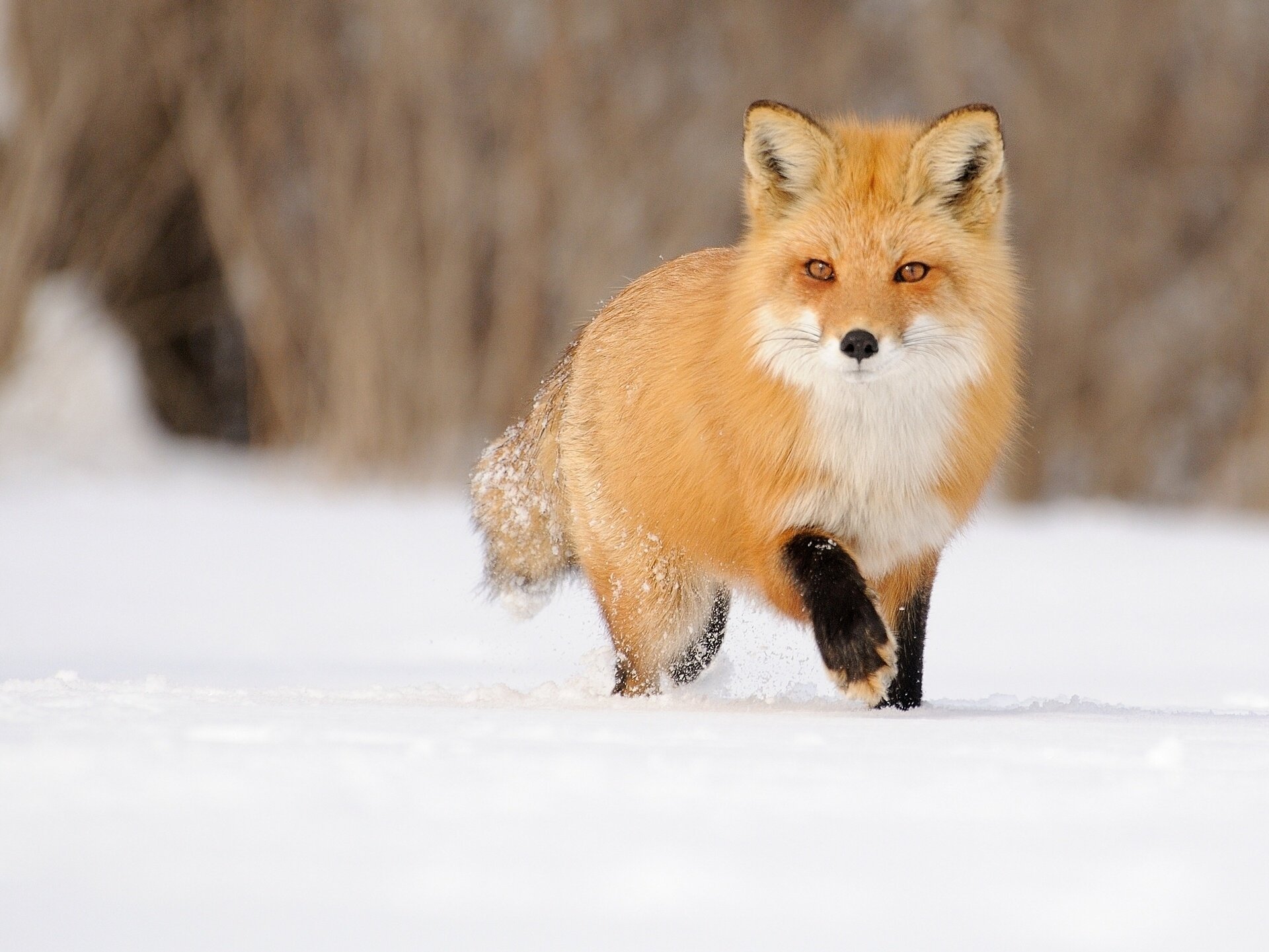 A vibrant fox with striking orange fur strides through a snowy landscape, captured in stunning detail, making for an engaging HD PC desktop wallpaper and background.