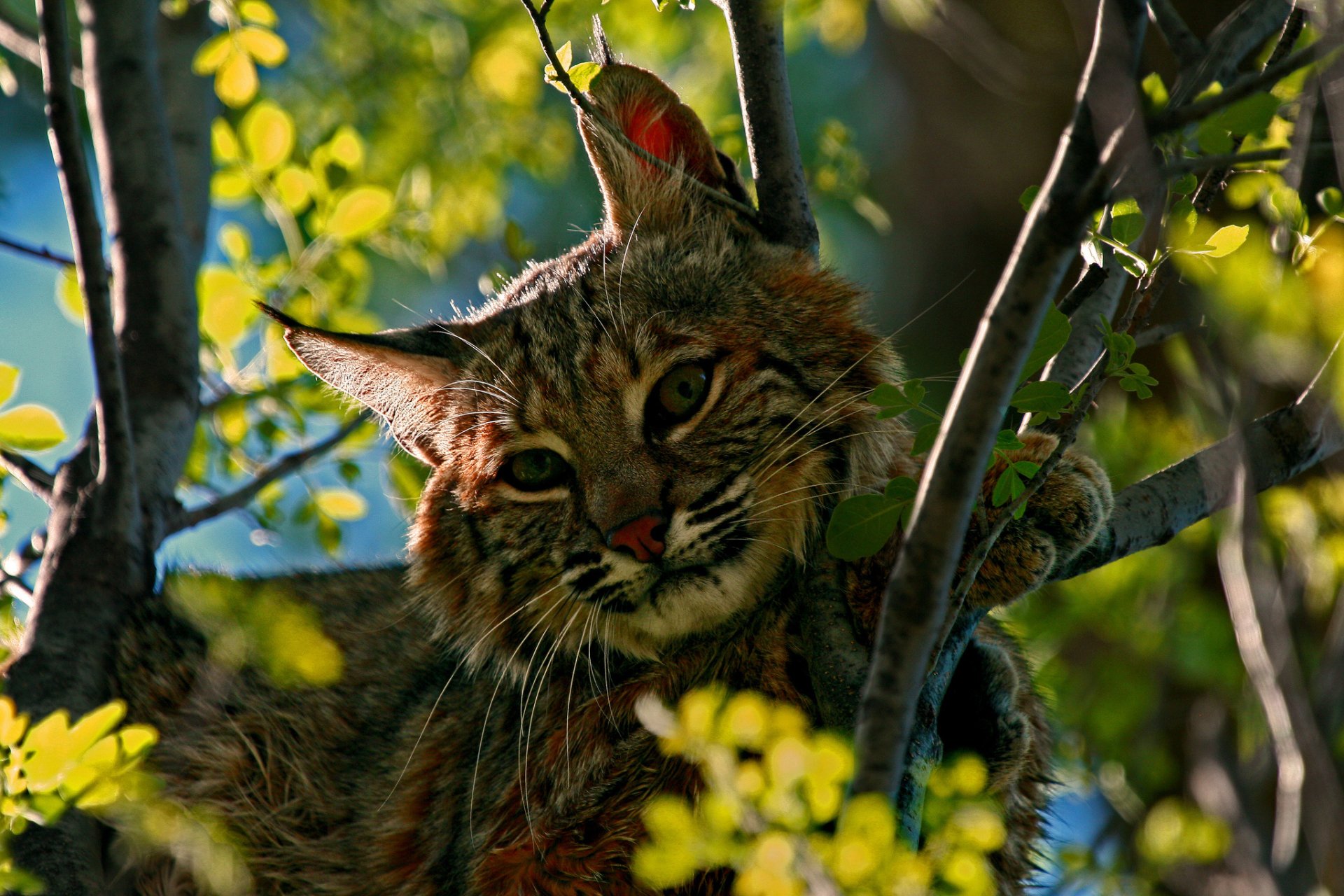 Download Animal Lynx  HD Wallpaper
