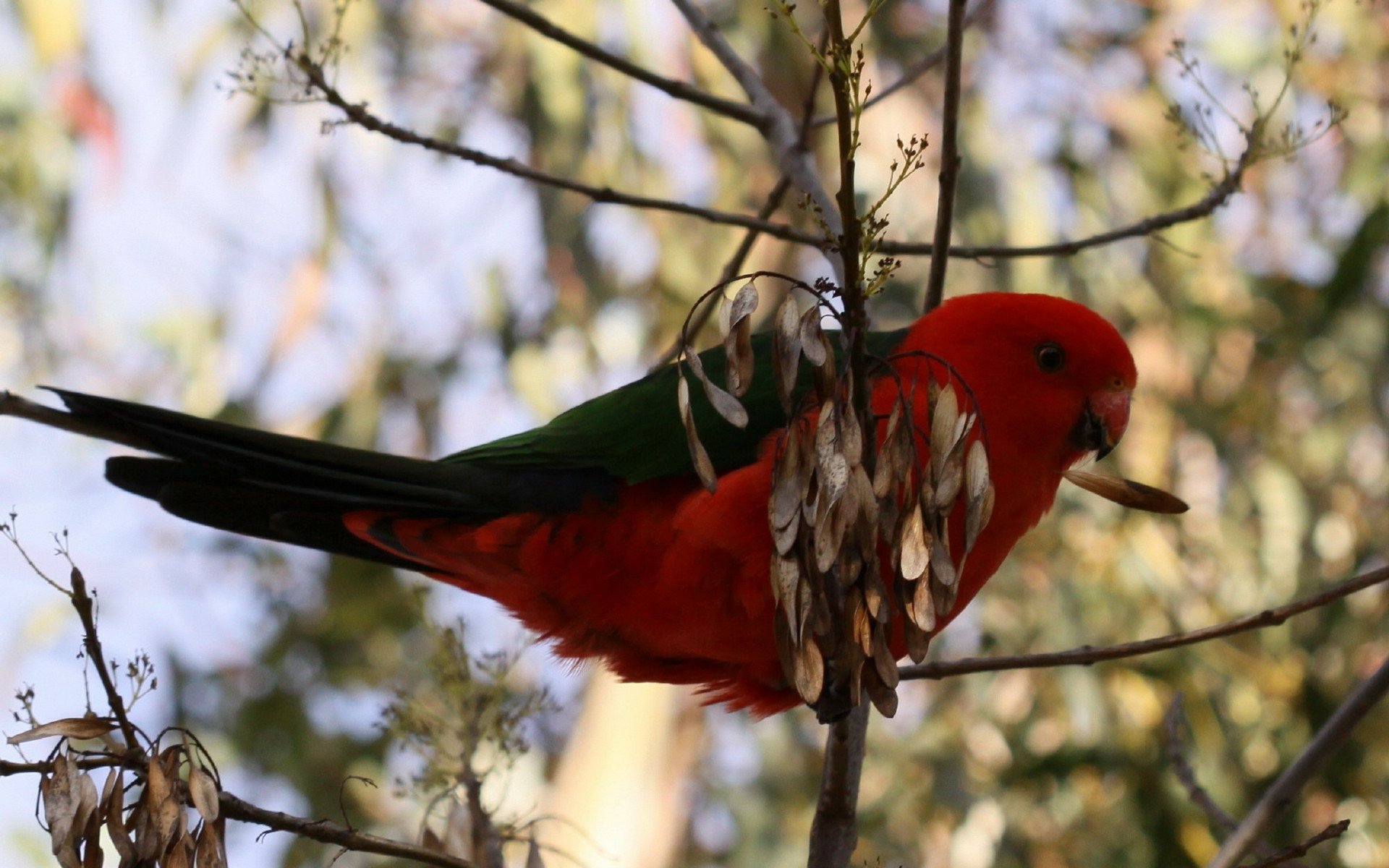 A vibrant parrot with striking red and green feathers perched on a branch, framed by softly blurred foliage, creating a stunning HD desktop wallpaper and background.