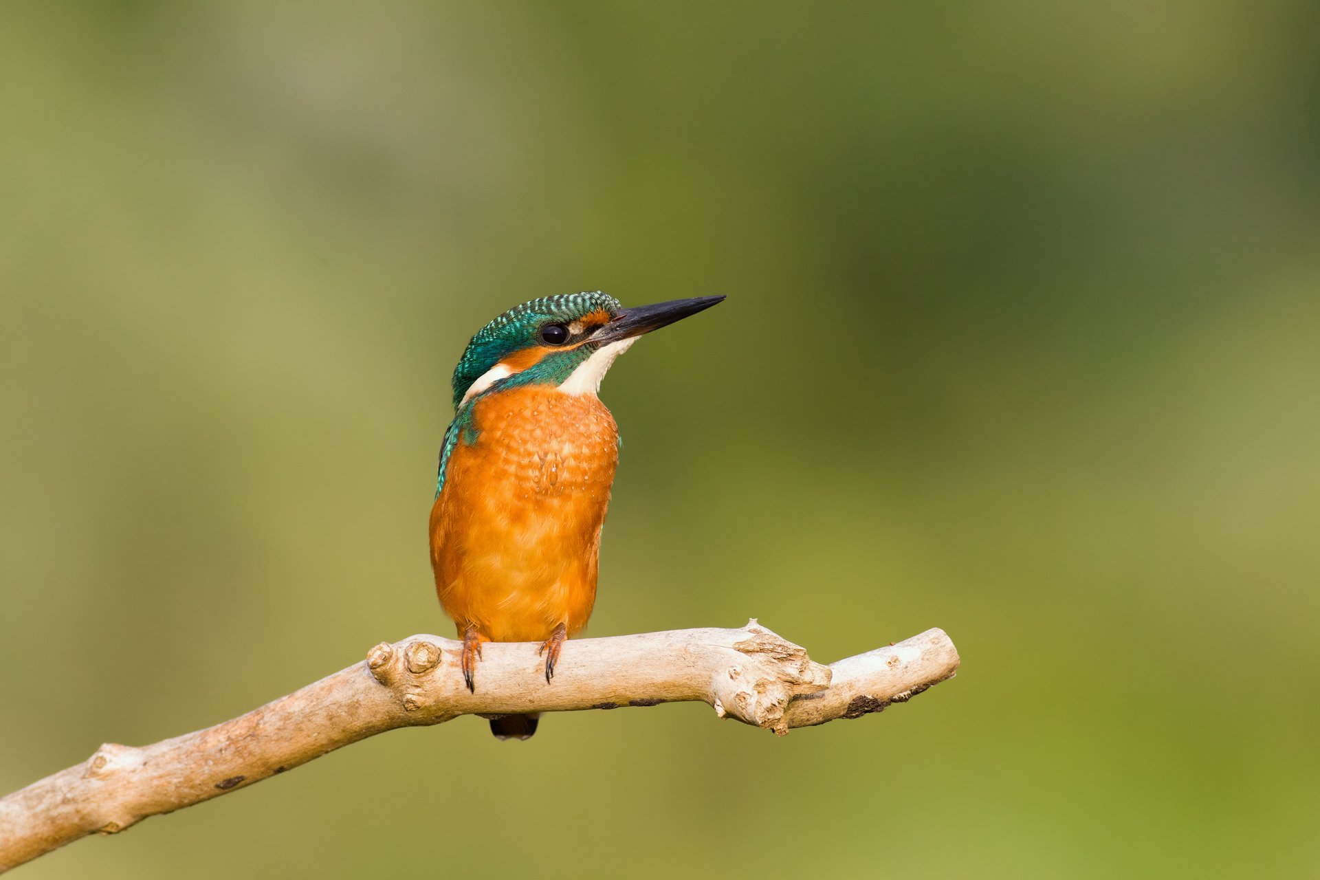 HD PC desktop wallpaper of an animal: a vibrant kingfisher perched on a twig against a soft green bokeh background.