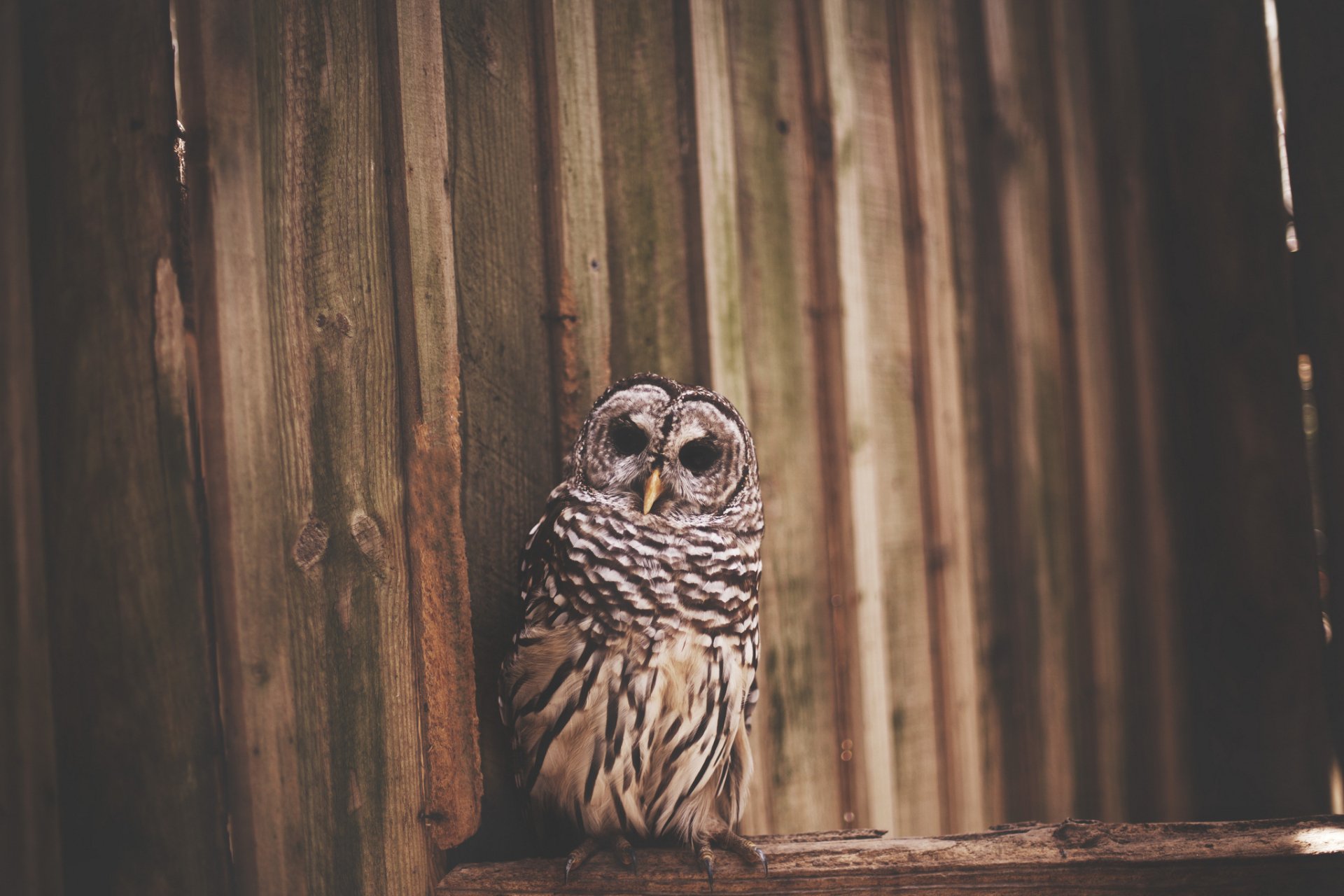 HD desktop wallpaper featuring a barred owl perched against a wooden textured background, showcasing detailed feathers and intense eyes.