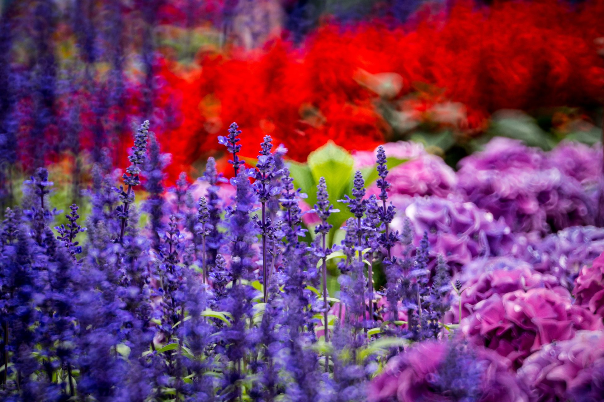 Vibrant HD desktop wallpaper featuring a close-up of purple and pink flowers against a blurred background of red blooms, showcasing colorful natural beauty.