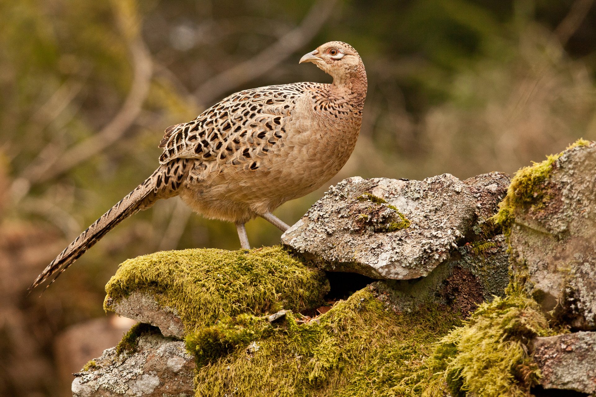 A ring-necked pheasant stands gracefully on a moss-covered rock, showcasing its intricate plumage. This HD image captures the beauty of this striking animal as a desktop wallpaper.