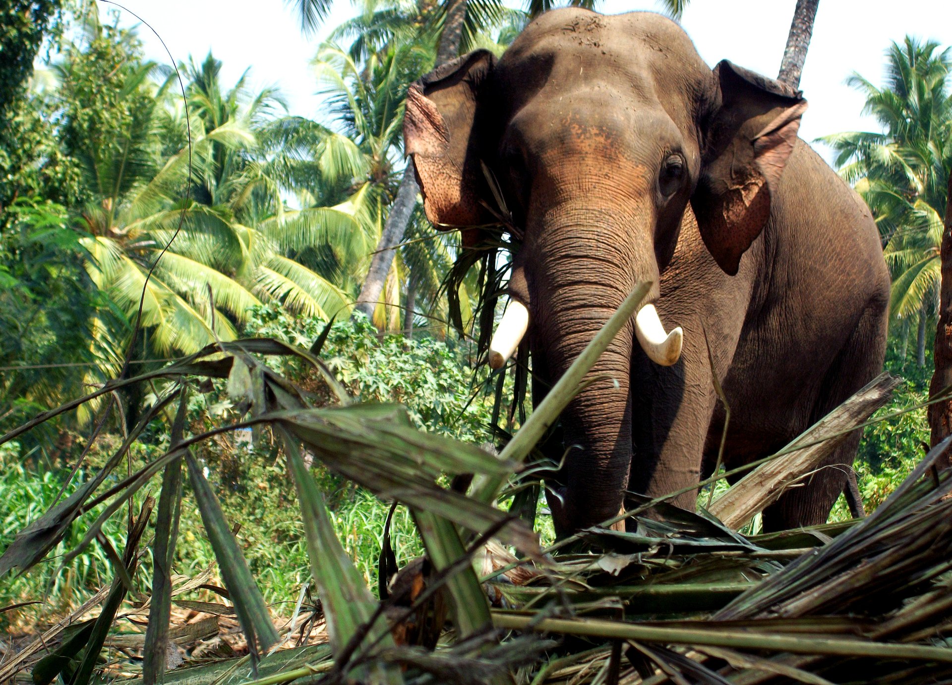 HD PC desktop wallpaper featuring a close-up of an Asian elephant standing amidst lush green tropical foliage and palm trees.