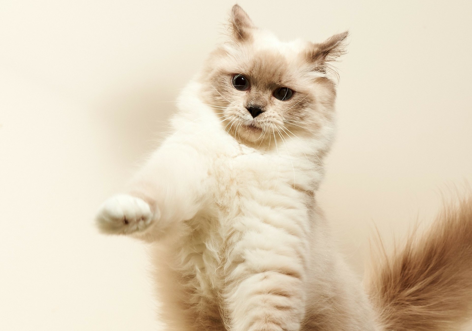 Majestic Fluffy Cat HD Wallpaper: Grace in Every Paw Step | 2048x1435 ...