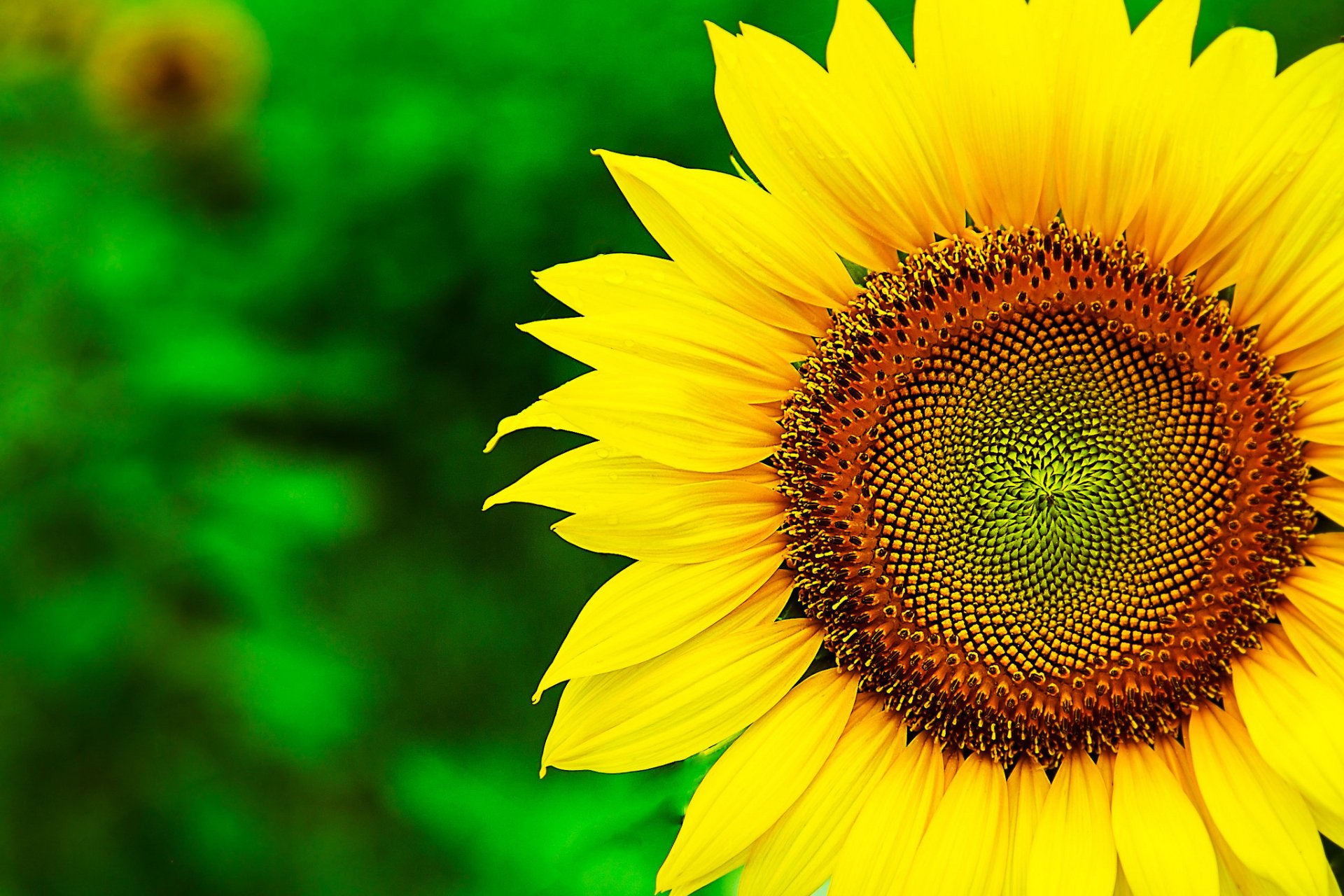 A vibrant sunflower against a lush green background, showcasing the beauty of nature. This HD image serves as an inspiring desktop wallpaper and background.