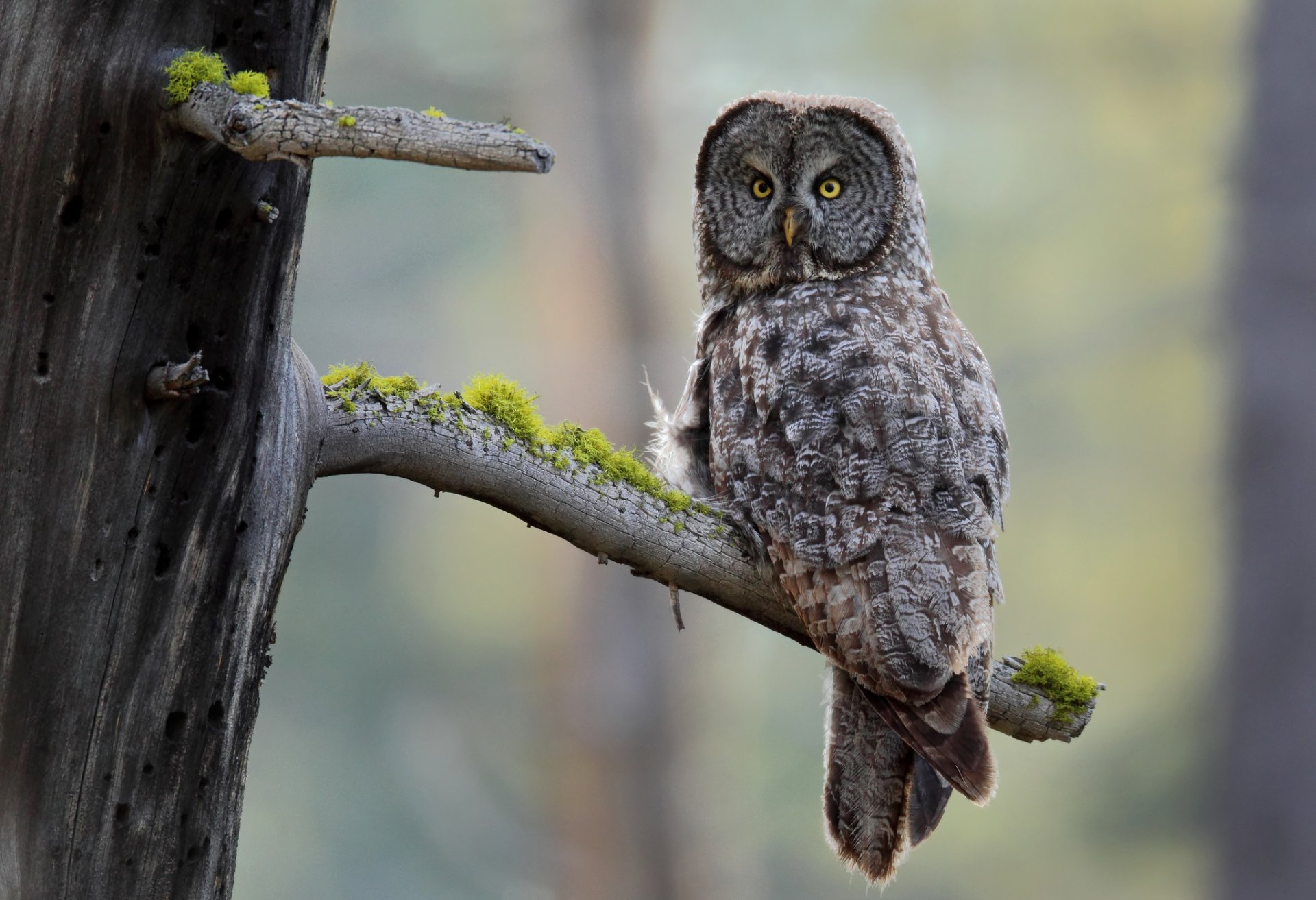 Great grey owl perched on a moss-covered branch in a forest, captured in HD for a PC desktop wallpaper background.