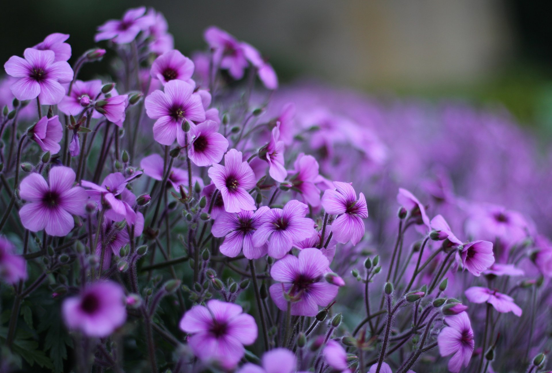HD PC desktop wallpaper featuring a close-up of vibrant purple flowers in a natural setting with a soft, blurred background.