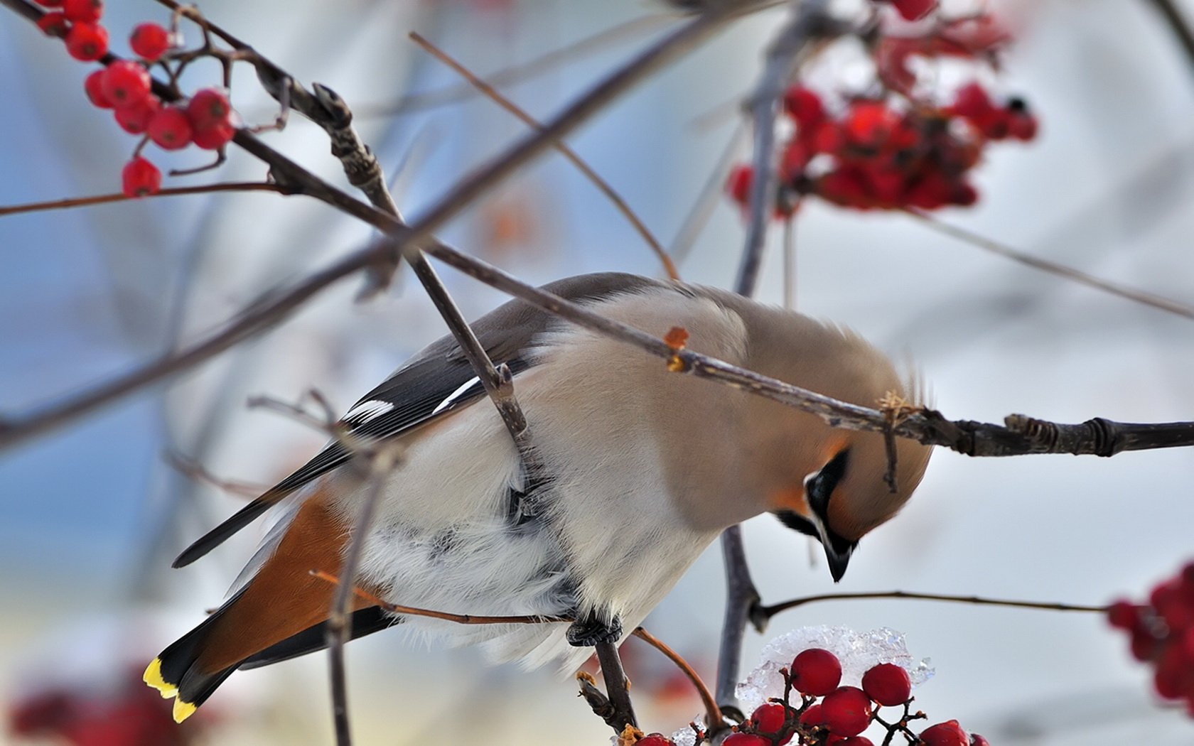 Download Bird Animal Waxwing Wallpaper