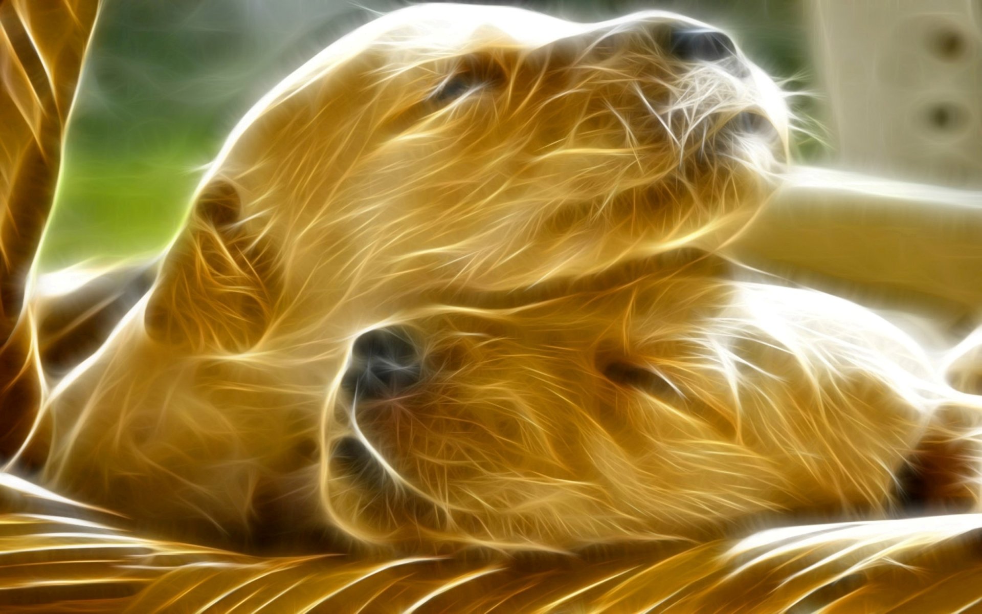 Papel De Parede Para Notebook De Cachorros
