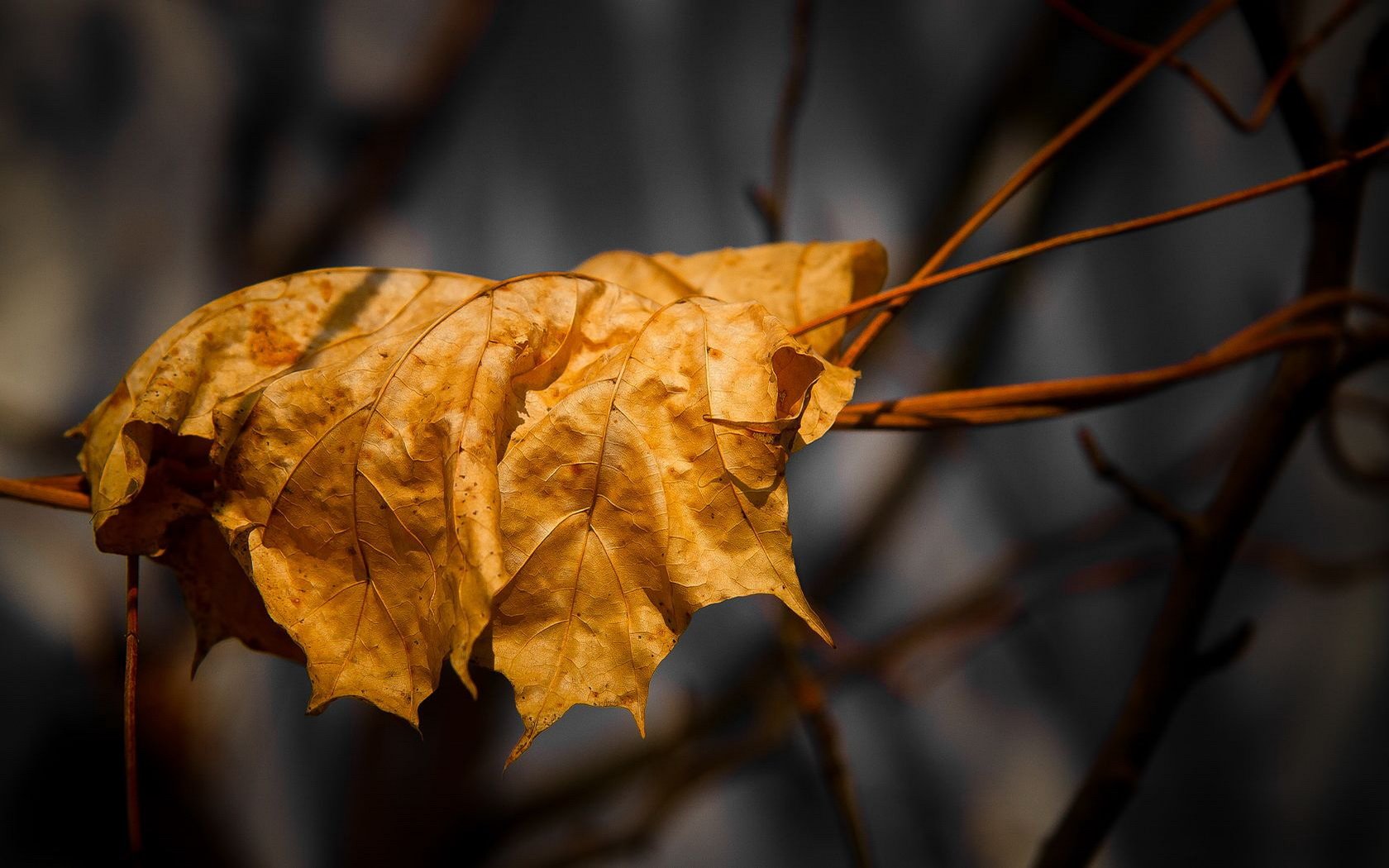 Nature Leaf Wallpaper