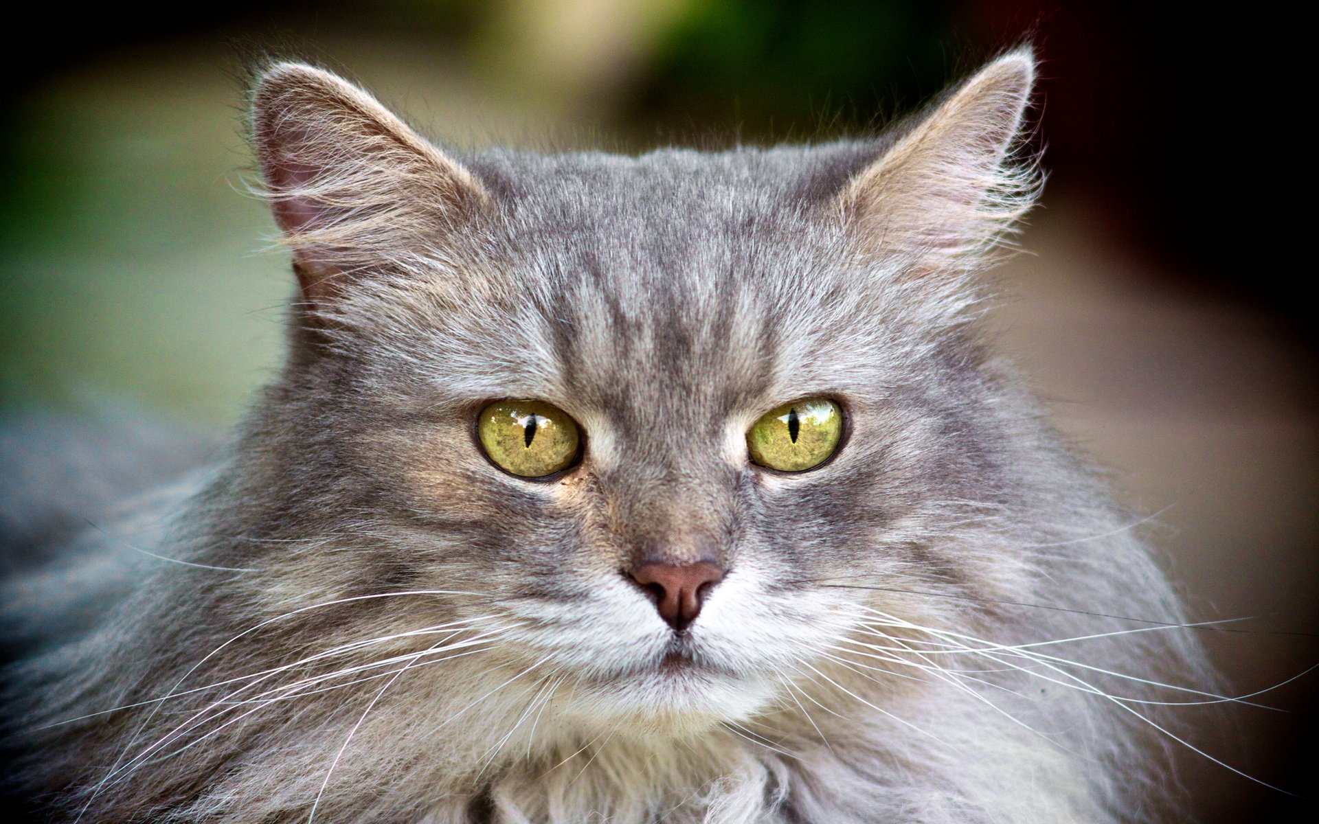A close-up of a striking grey cat with vibrant yellow-green eyes, set against a soft background, creating a captivating HD PC desktop wallpaper and background.
