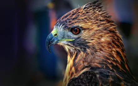 Animal falcon HD Desktop Wallpaper | Background Image