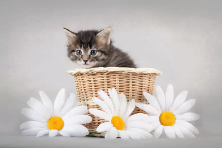 HD PC desktop wallpaper shows a fluffy kitten sitting inside a wicker basket surrounded by three white daisies on a soft gray background.