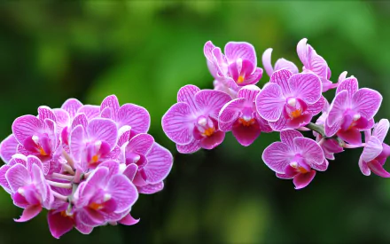 nature orchid HD Desktop Wallpaper | Background Image