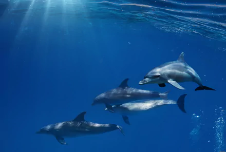 Animal dolphin HD Desktop Wallpaper | Background Image