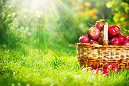 A vibrant basket of fresh apples sits on lush green grass, illuminated by sunlight, creating a cheerful ambiance in this 4K Ultra HD desktop wallpaper.