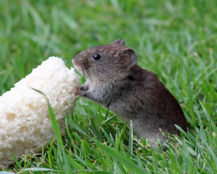 Animal mouse HD Desktop Wallpaper | Background Image