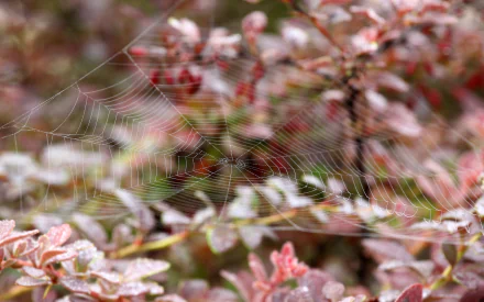 photography spider web HD Desktop Wallpaper | Background Image