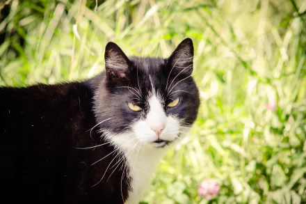 4K Ultra HD PC desktop wallpaper of a black-and-white cat (animal) with yellow eyes standing in sunlit green grass