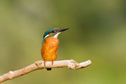 HD PC desktop wallpaper of an animal: a vibrant kingfisher perched on a twig against a soft green bokeh background.