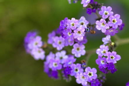 HD PC desktop wallpaper featuring a close-up of delicate purple and white flowers against a soft green natural background.