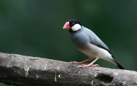 HD wallpaper of a Java sparrow perched on a branch, featuring its distinct pink feet and striking black and white plumage against a soft green background.