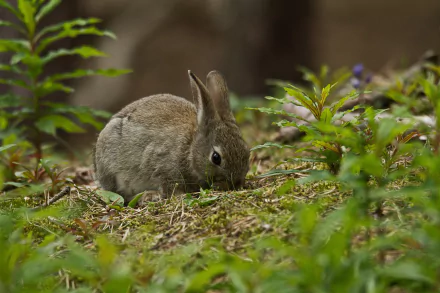 HD PC desktop wallpaper showing a close-up of a hare nestled among green plants in a natural outdoor setting.