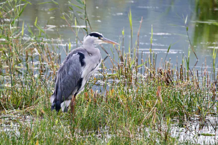 HD PC desktop wallpaper featuring a heron standing amidst marsh grasses by the water's edge, showcasing the natural habitat of this elegant bird.