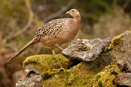 A ring-necked pheasant stands gracefully on a moss-covered rock, showcasing its intricate plumage. This HD image captures the beauty of this striking animal as a desktop wallpaper.