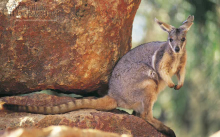 Rock wallaby perched on sunlit rocks, a wallaby animal captured in a crisp 2K Quad HD PC desktop wallpaper/background.