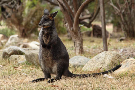 HD PC desktop wallpaper of a swamp wallaby (animal): dark-furred wallaby standing among grassy rocks and bush.